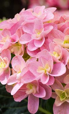 Le point de nos experts sur les hortensias-hydrangea