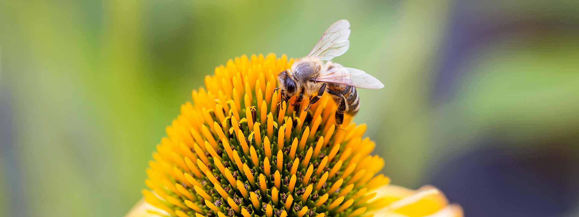 Jardin au naturel : comment cohabiter avec la nature dans son jardin