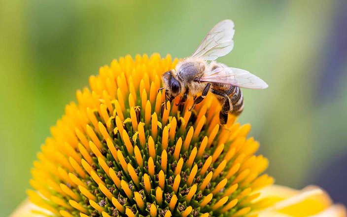 Jardin au naturel : comment cohabiter avec la nature dans son jardin