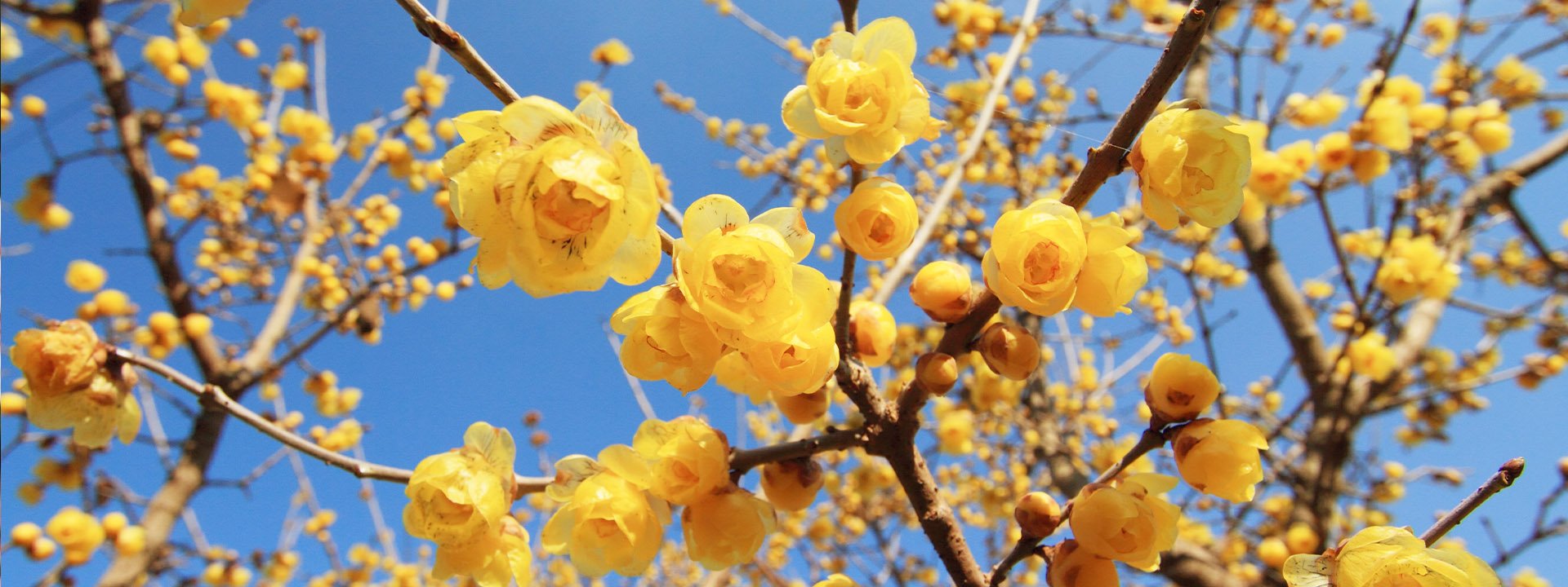 Sélectionnez les arbustes à floraison hivernale qui égaieront votre jardin cet hiver