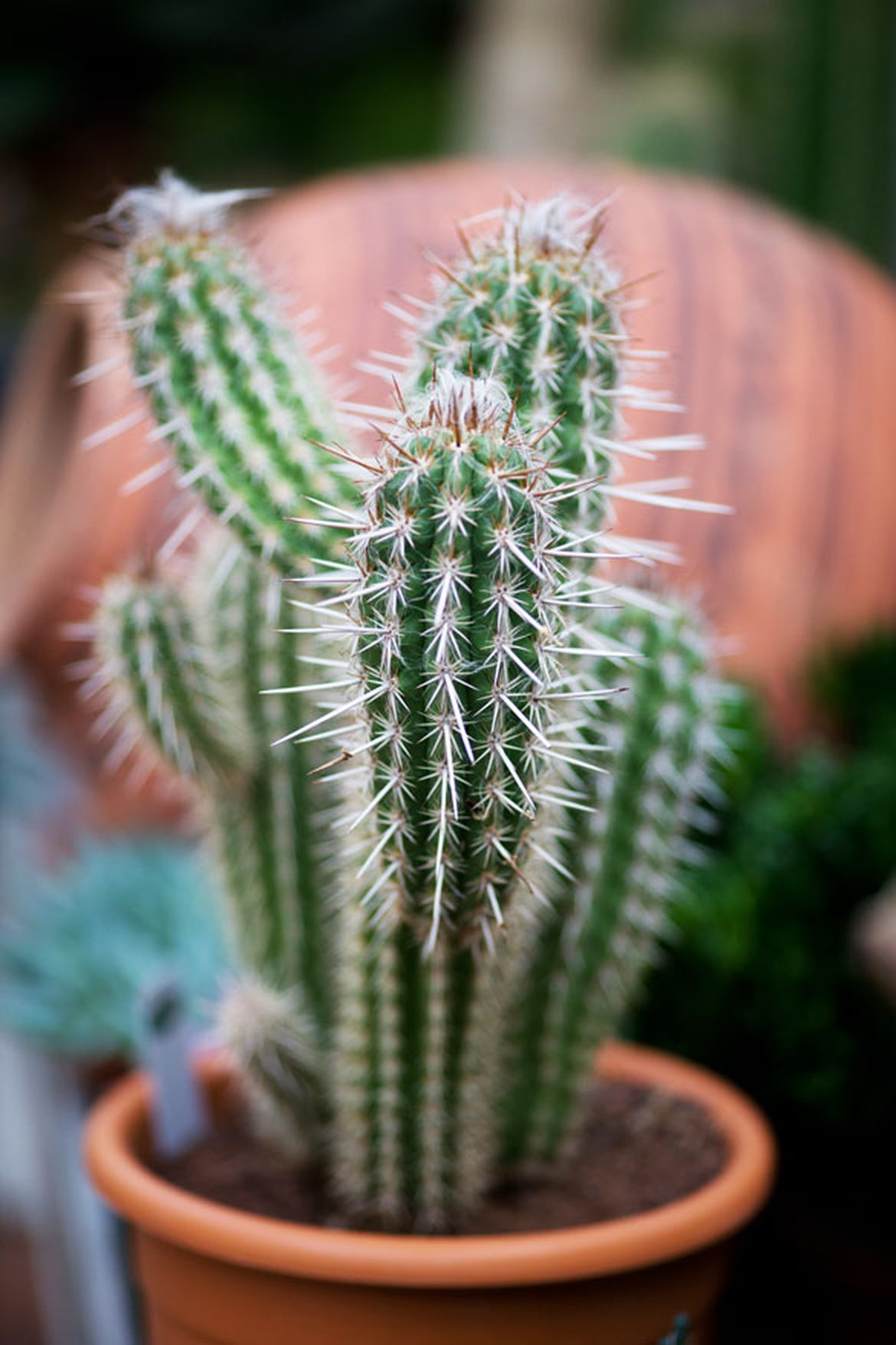 Cactus