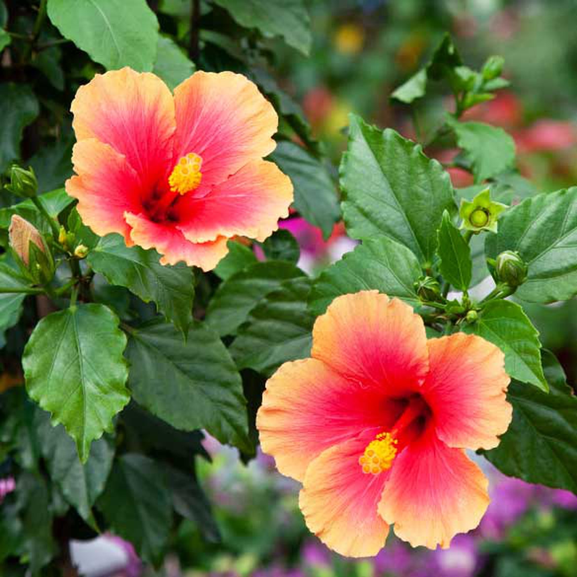 Hibiscus de chine - hibiscus rosa sinensis