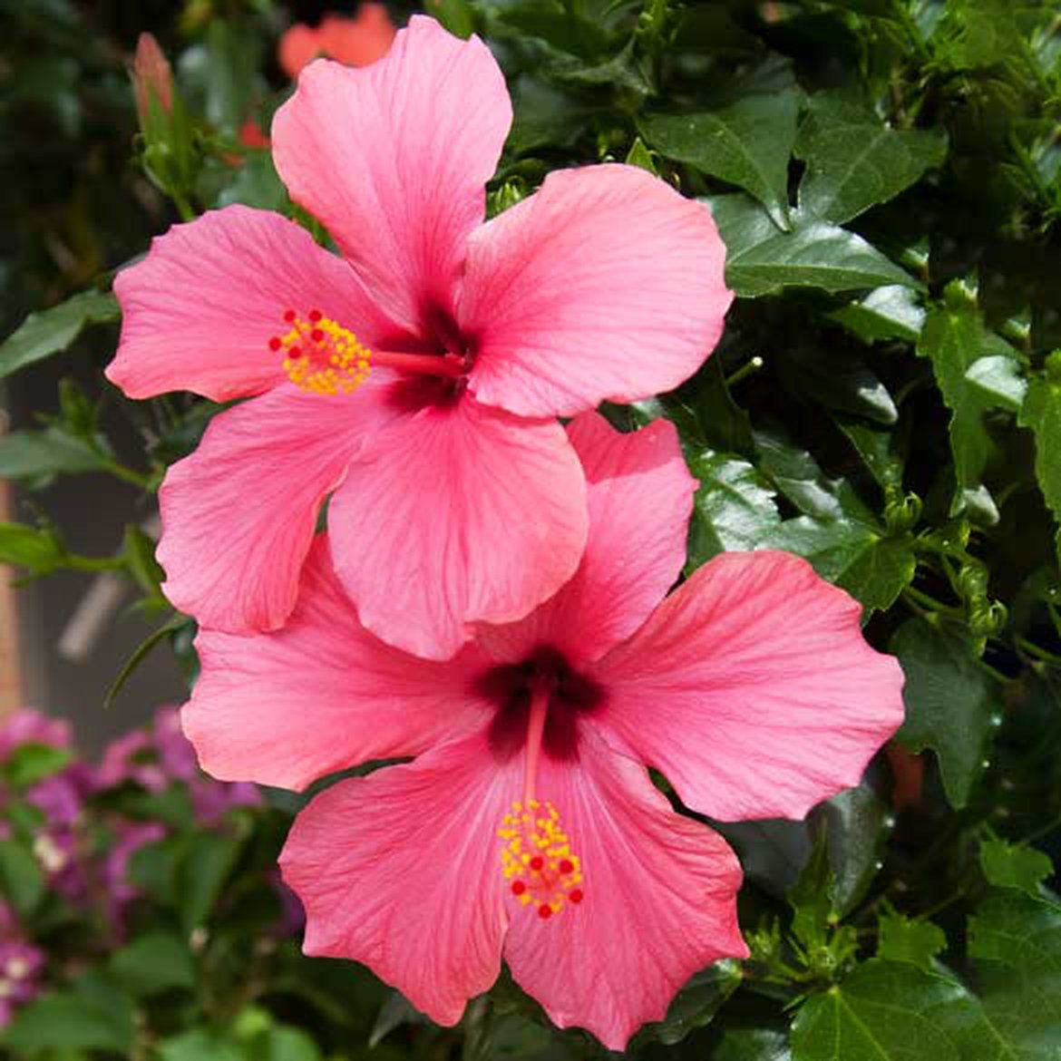 Hibiscus de chine - hibiscus rosa sinensis