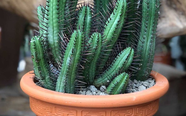 Cactus & Plantes grasses