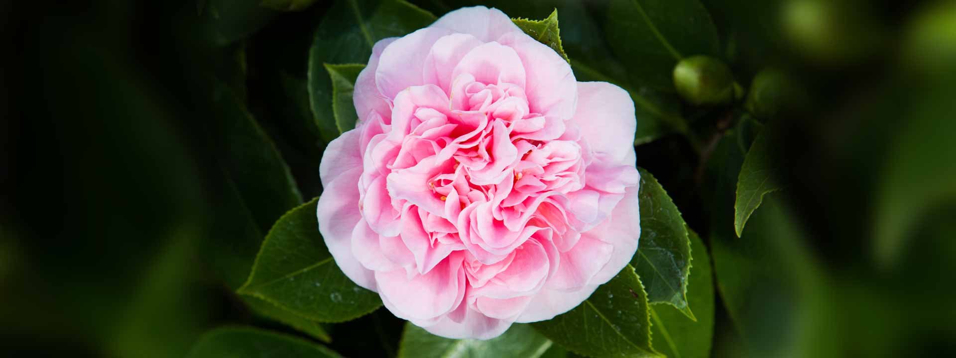 Illuminez vos jardins avec des camélias du Japon