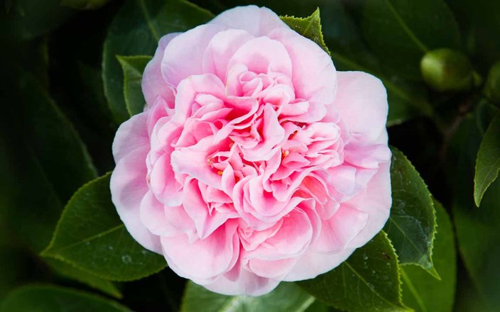 Illuminez vos jardins avec des camélias du Japon