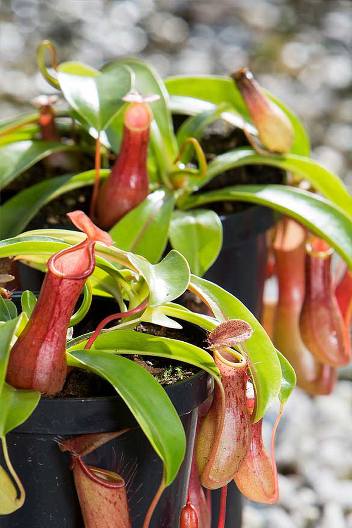 Nepenthes alata