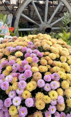 Chrysanthème, reine de l'automne