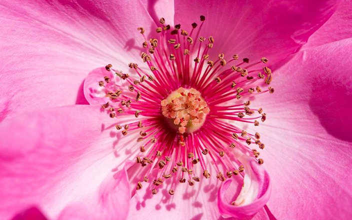 Les rosiers, indispensables dans le jardin