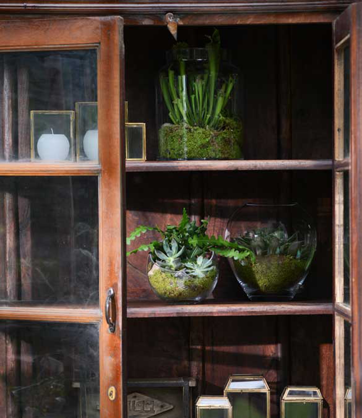 Plantes sur étagères