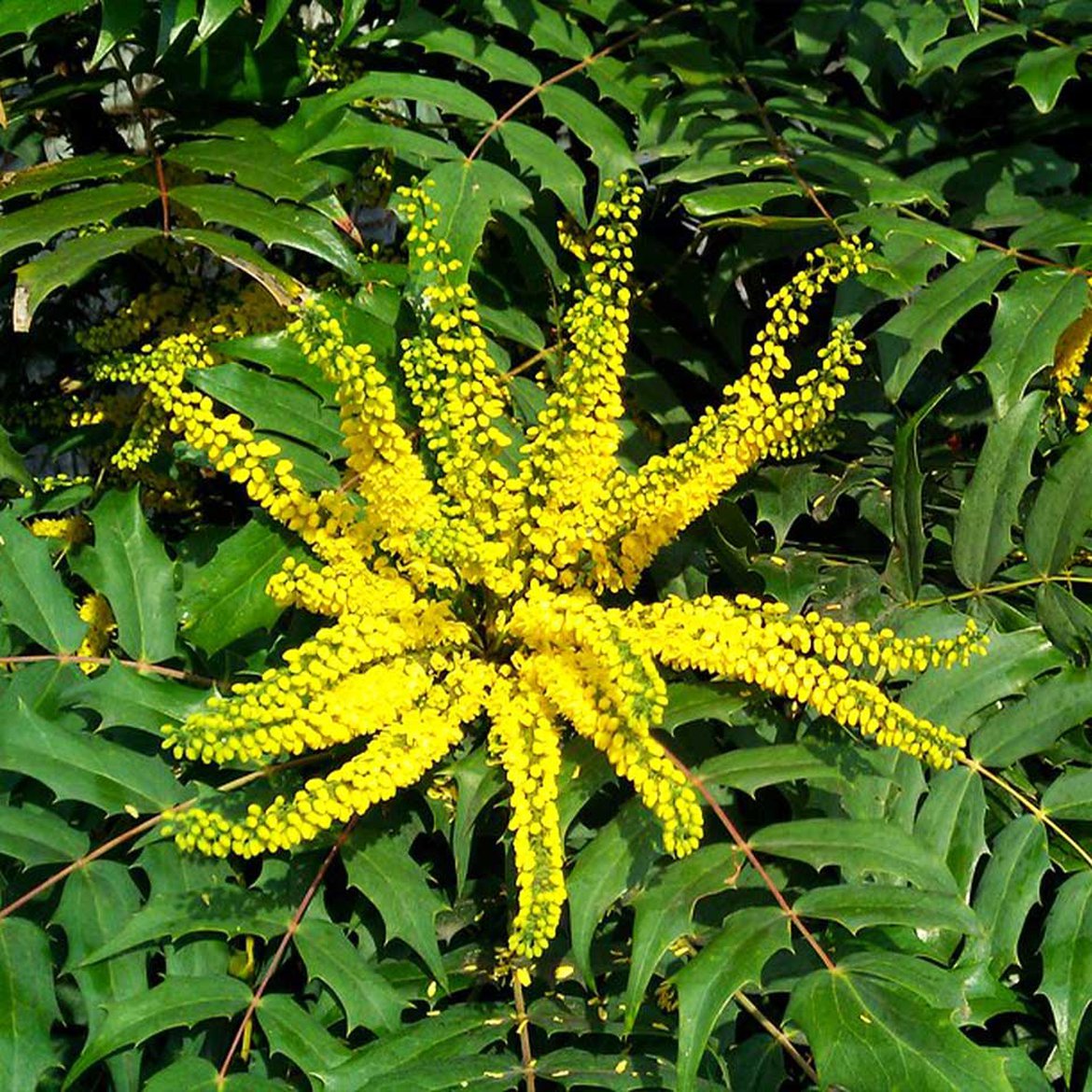 Mahonia x media 'Charity'