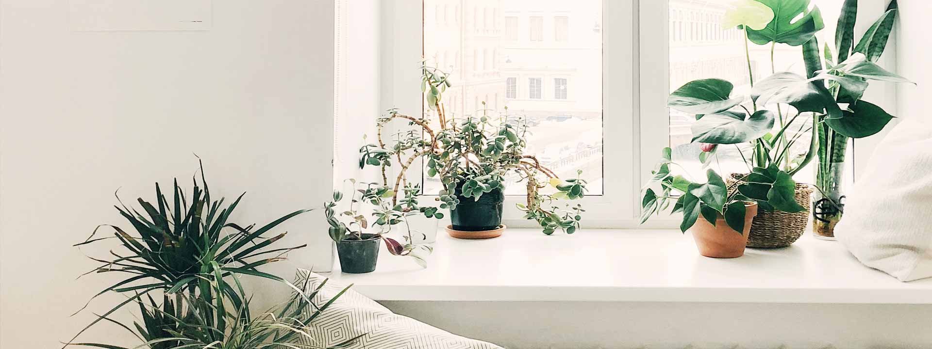 Tous nos conseils pour vous créer un environnement apaisant et relaxant grâce aux plantes d’intérieur