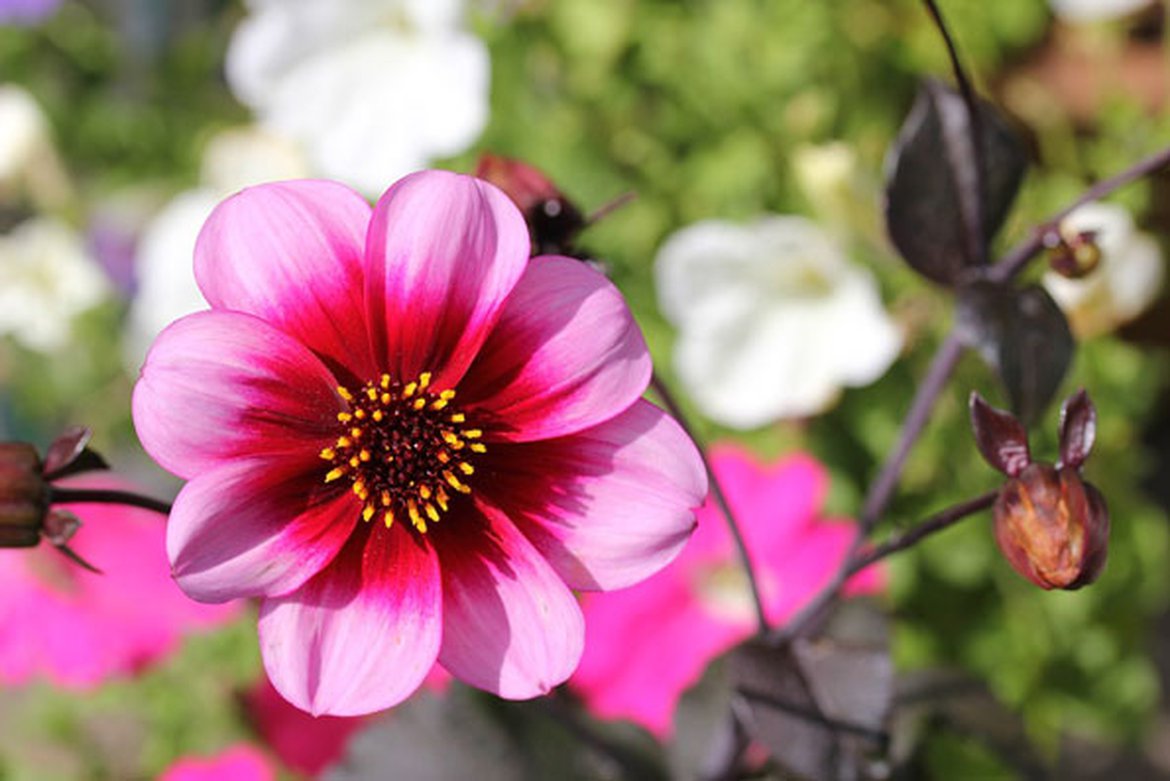 Dahlia à fleur d'anémone