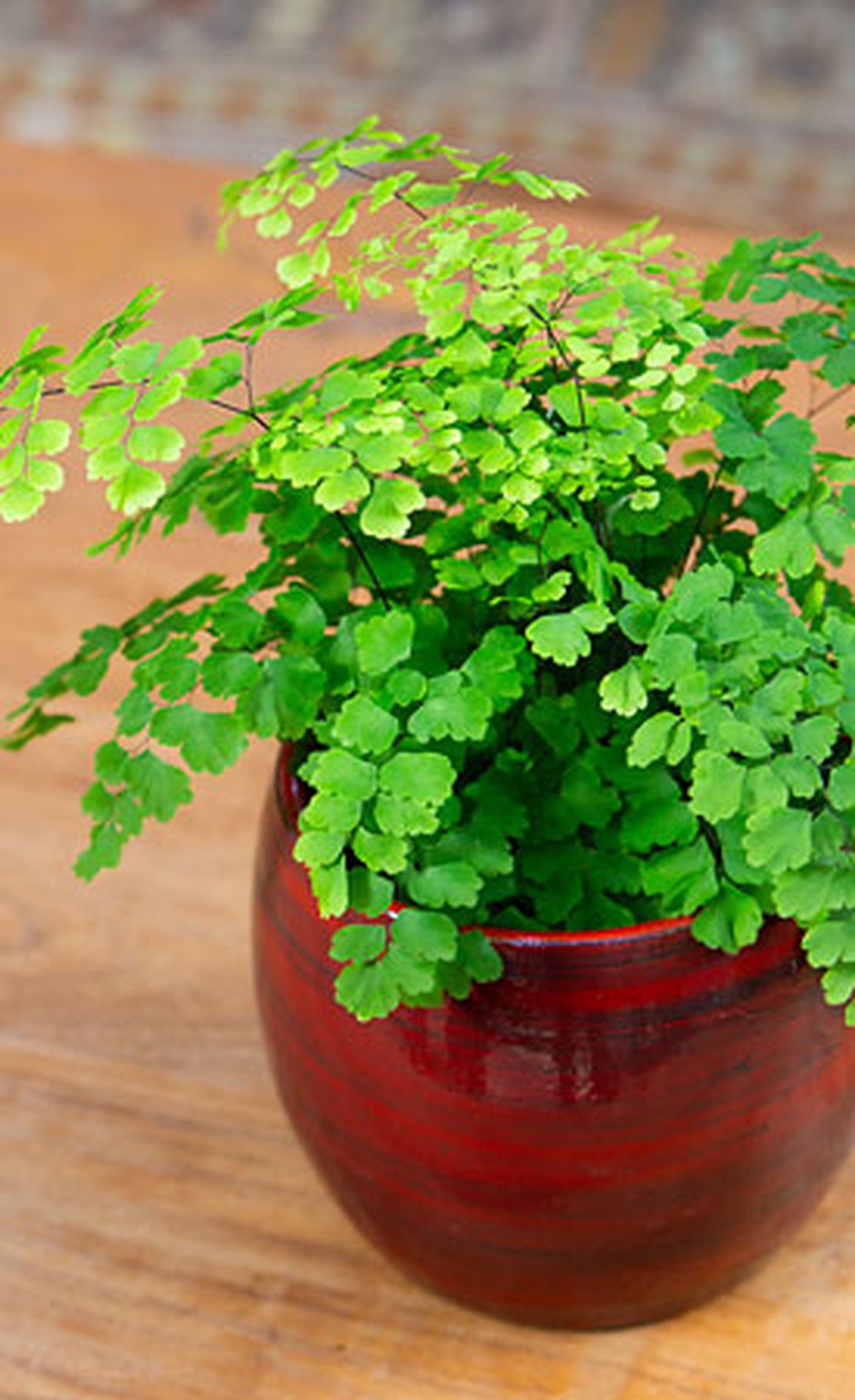 Capillaire (Adiantum)