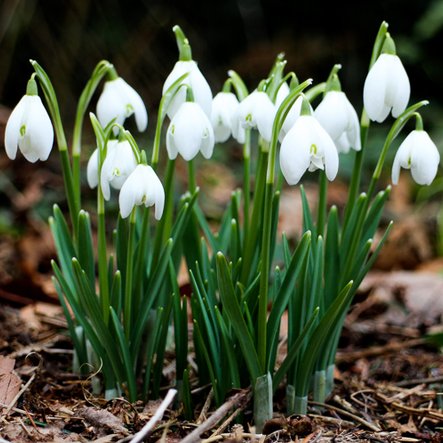 Galanthus nivalis

 