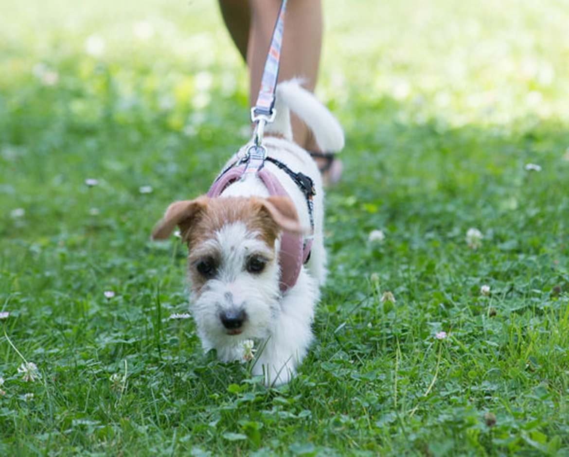 Chien alimentation barf