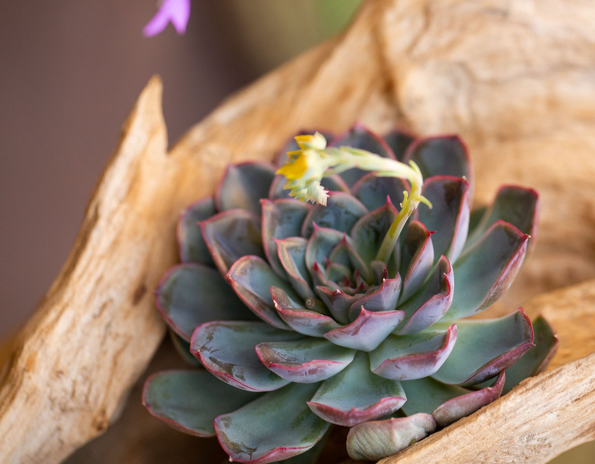 Cactus & plantes grasses