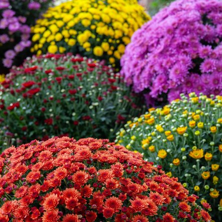 Chrysanthème de notre production,  pot 19 cm