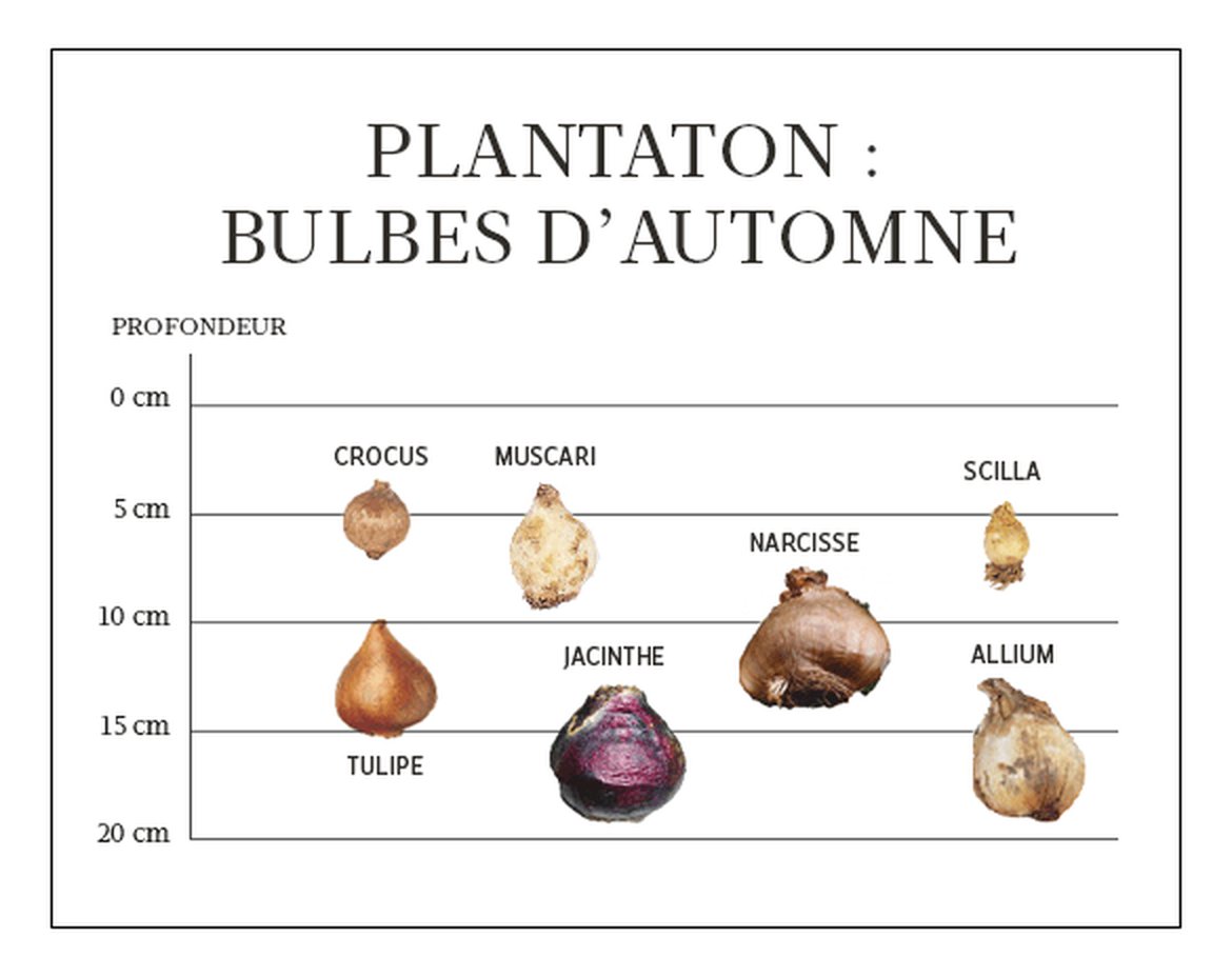 Planter des bulbes