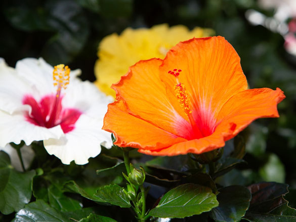 Hibiscus de Chine - Hibiscus rosa-sinensis