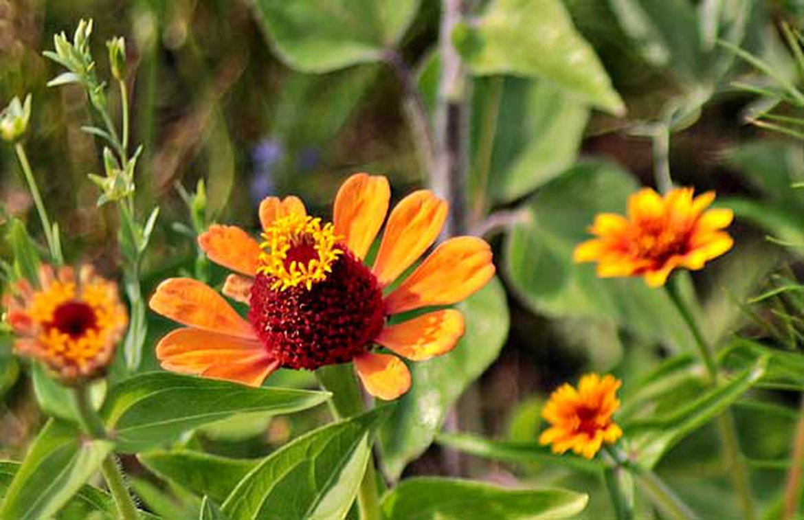 Un jardin au naturel