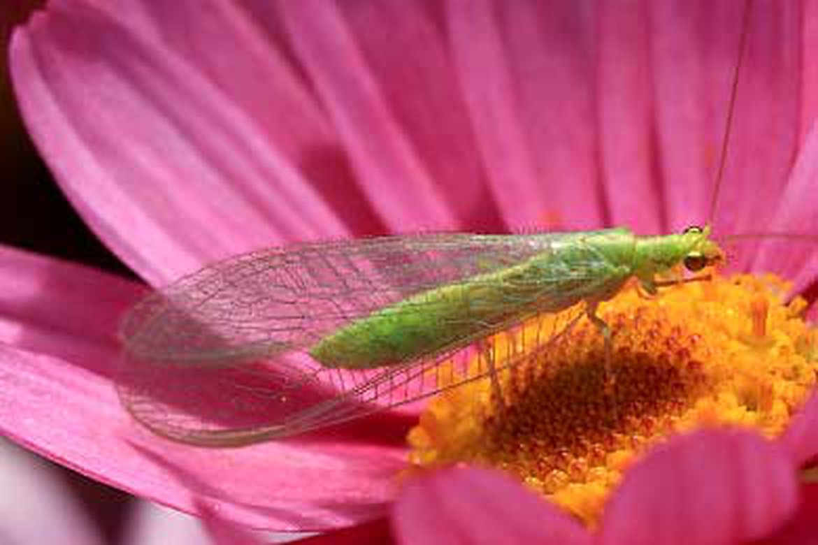 Chrysope