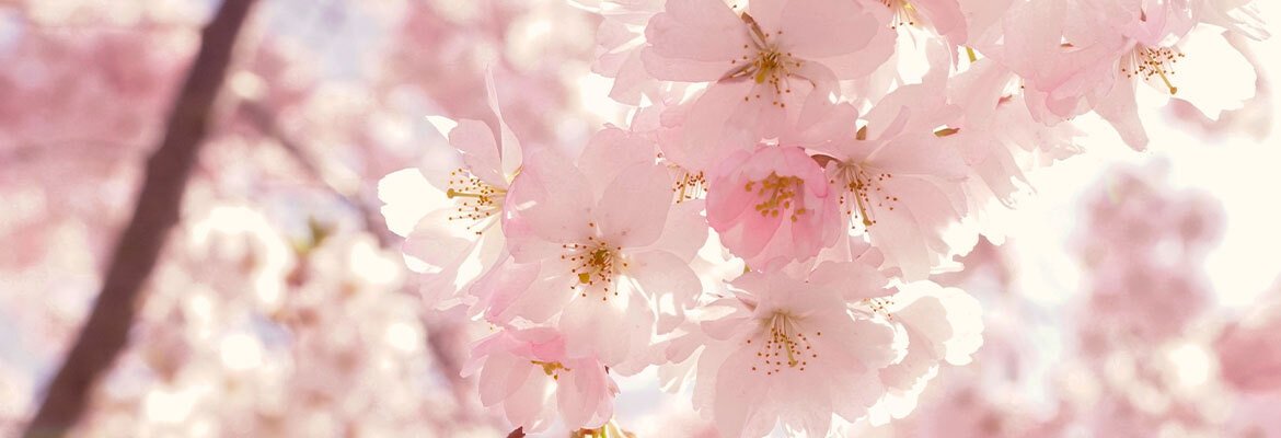 Préparer son jardin pour le printemps