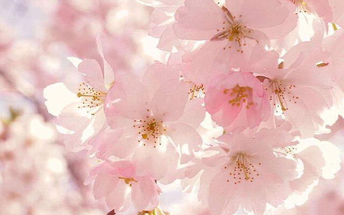 Préparer son jardin pour le printemps