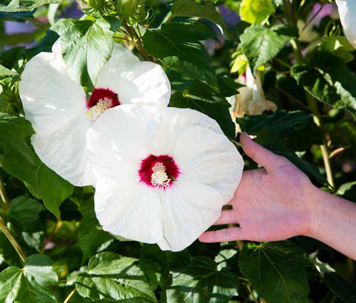 Hibiscus des marais - hibiscus moscheutos