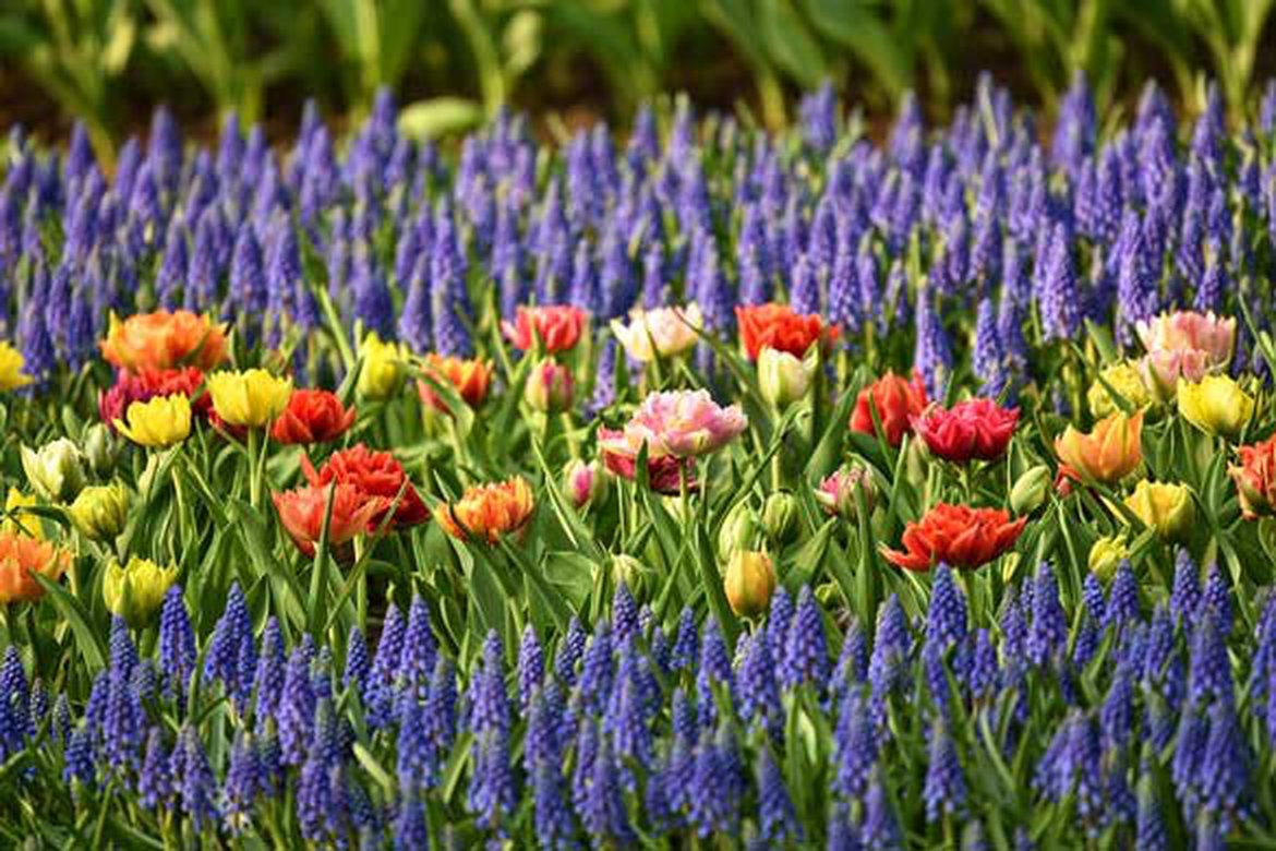 Muscari - Bulbes à fleurs