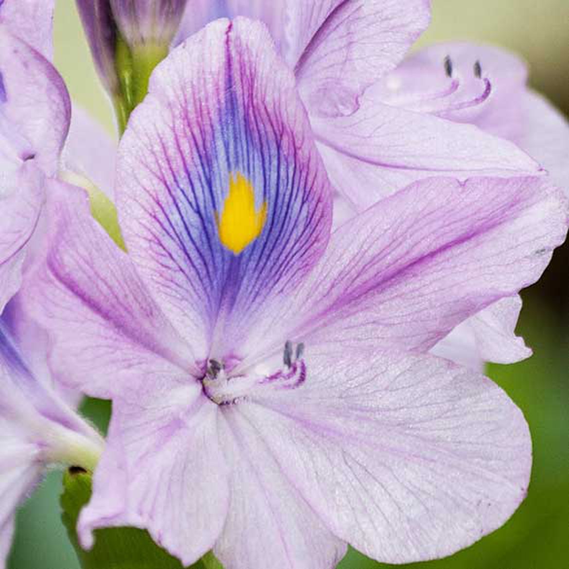 Eichhornia crassipes fleurs