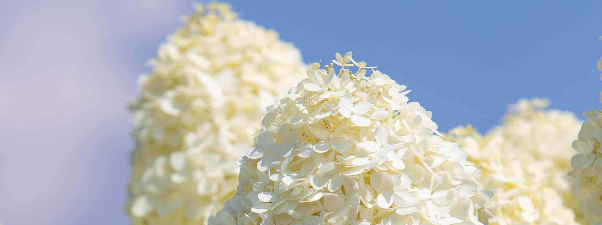 Le point de nos experts sur les hortensias-hydrangea