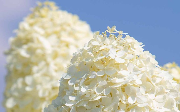 Le point de nos experts sur les hortensias-hydrangea