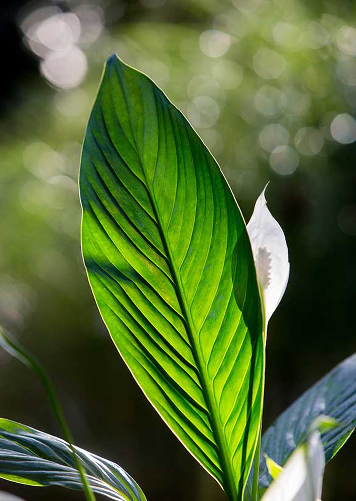 spathiphyllum