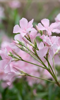 Plantes méditerranéennes

 