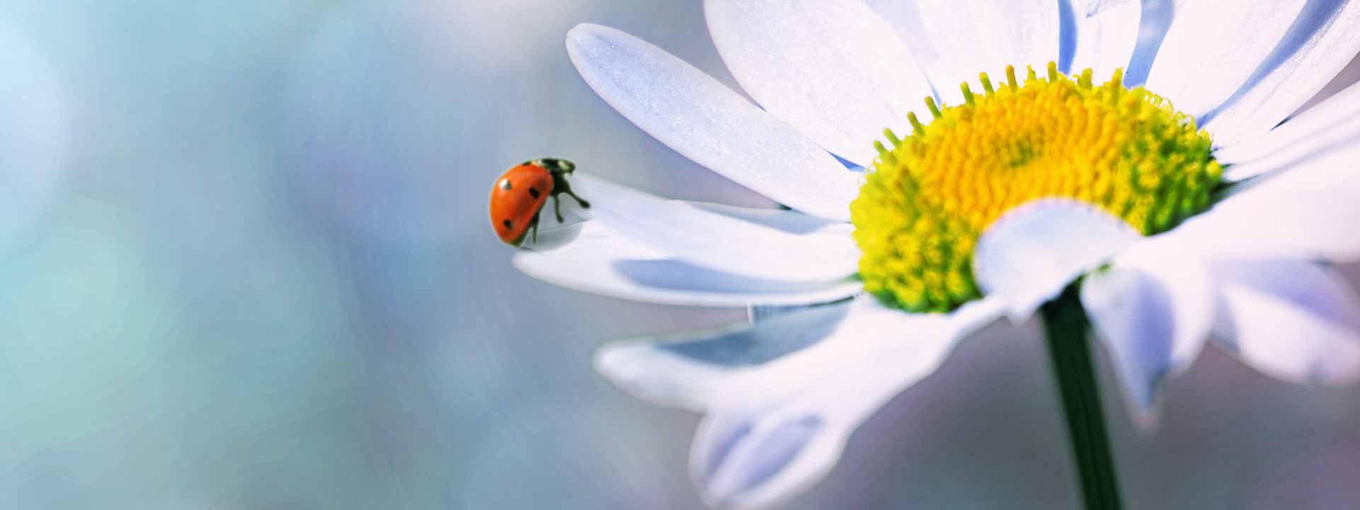 En quoi les insectes sont nécessaires à votre jardin ?