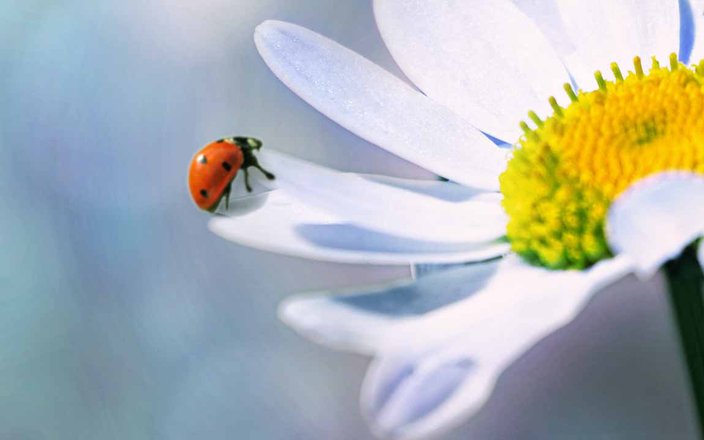 En quoi les insectes sont nécessaires à votre jardin ?