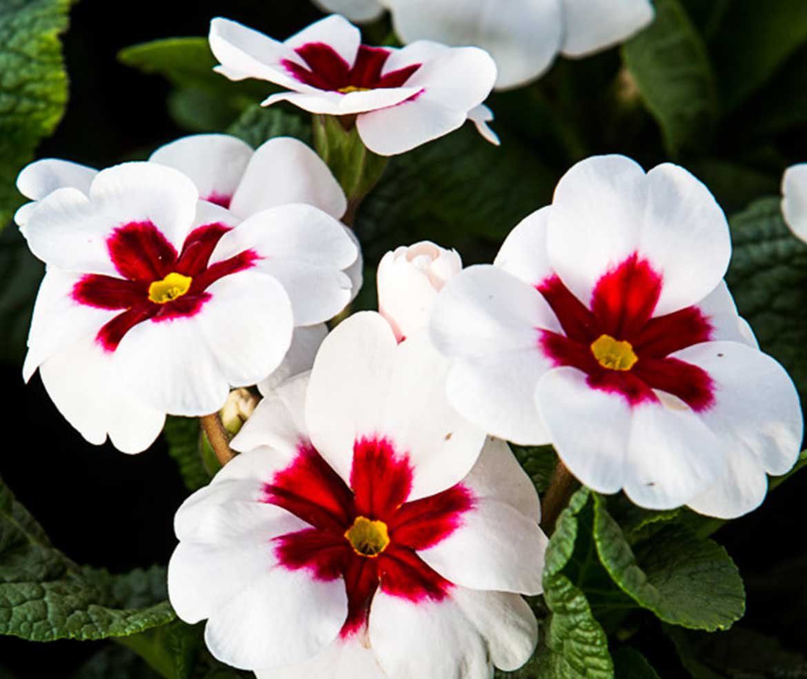 Primevère Primula vulgaris