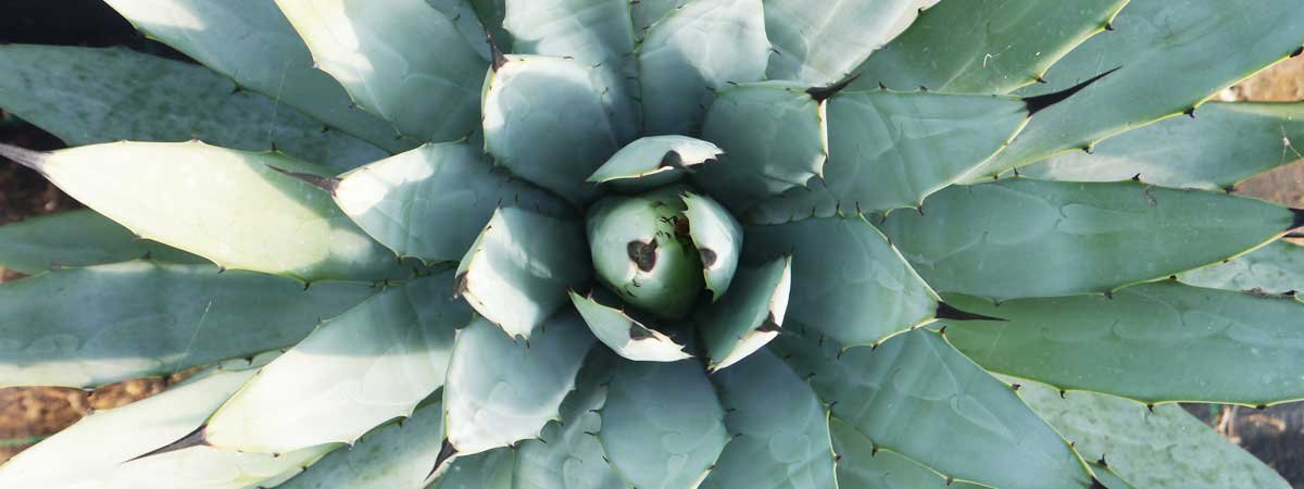 Comment prendre soin de vos cactus ?