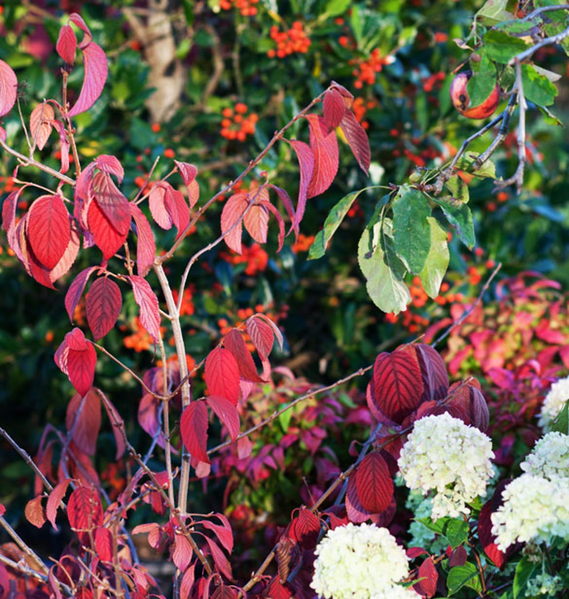 Planter des arbres et arbustes en automne