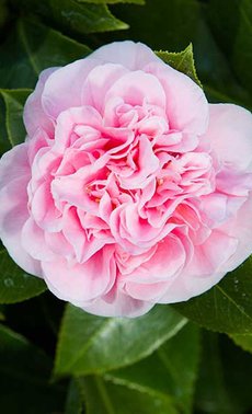 Illuminez vos jardins avec des camélias du Japon

 