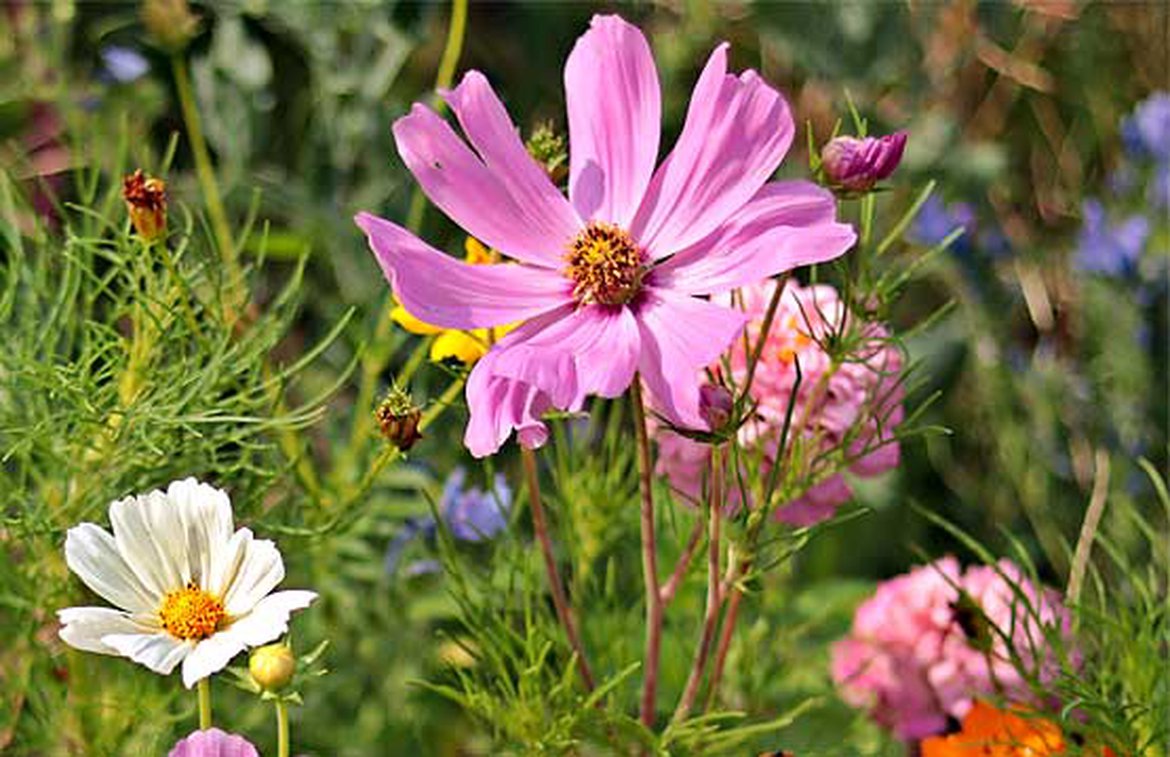 Un jardin naturel