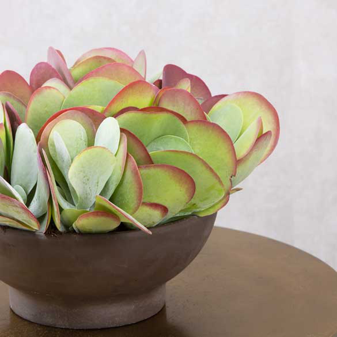 Kalanchoe