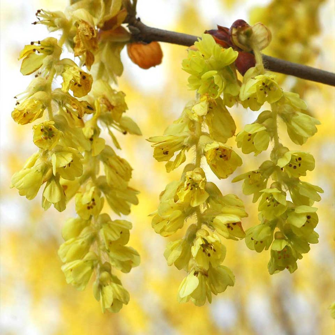 Corylopsis pauciflora