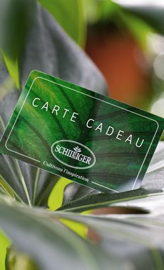 Cartes cadeau