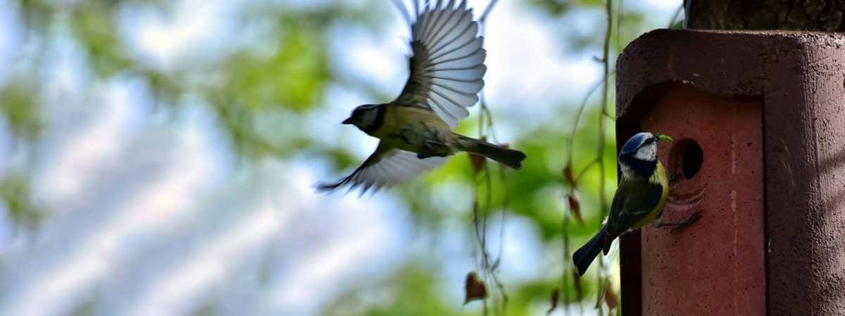 Comment nourrir les oiseaux durant l’hiver ?