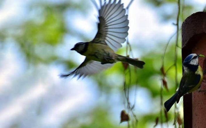 Comment nourrir les oiseaux durant l’hiver ?