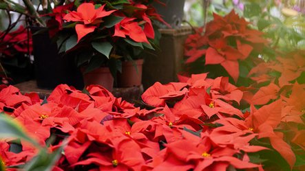 Poinsettias de notre production