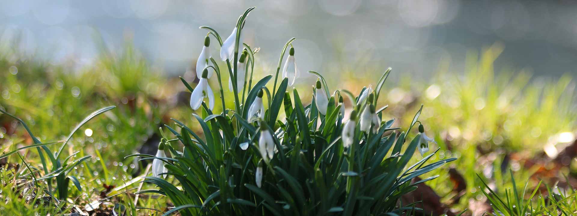 Planter des bulbes d’automne : les bons gestes et les bons outils