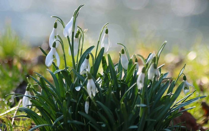 Planter des bulbes d’automne : les bons gestes et les bons outils